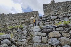 it_ww_stairs_llamas