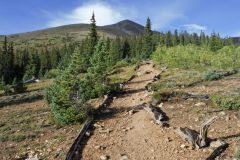 me_false_treeline
